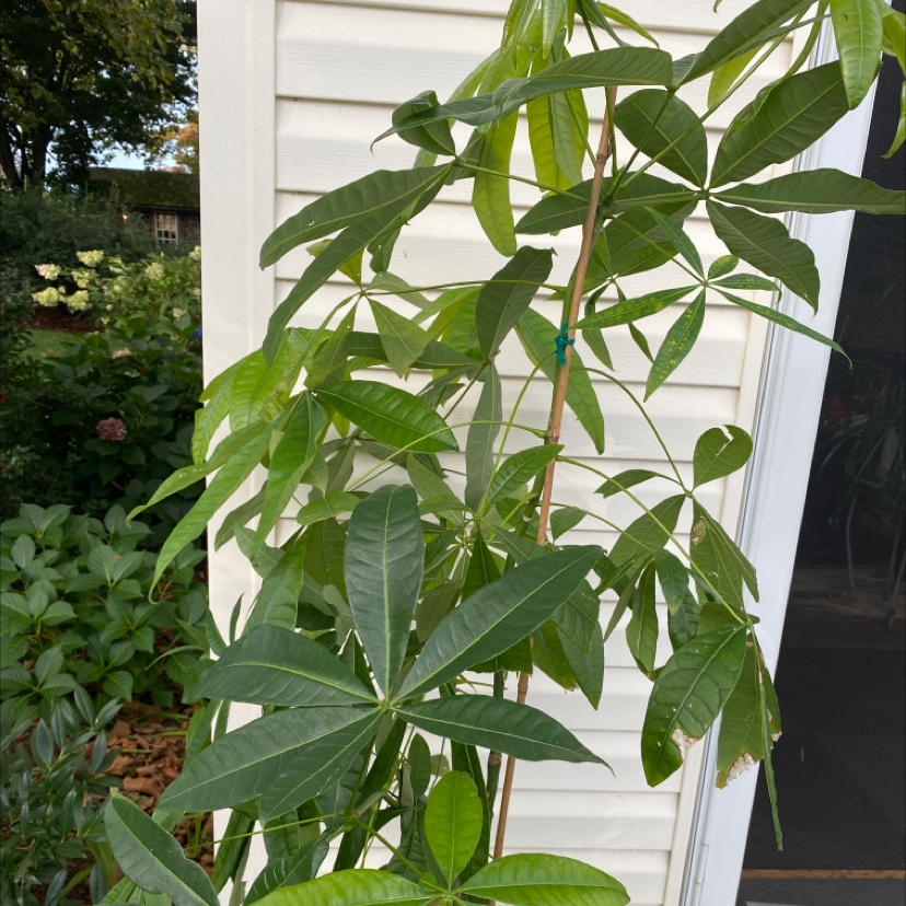Money Tree plant photo by @barrcoop named Zeus on Greg, the plant care app.