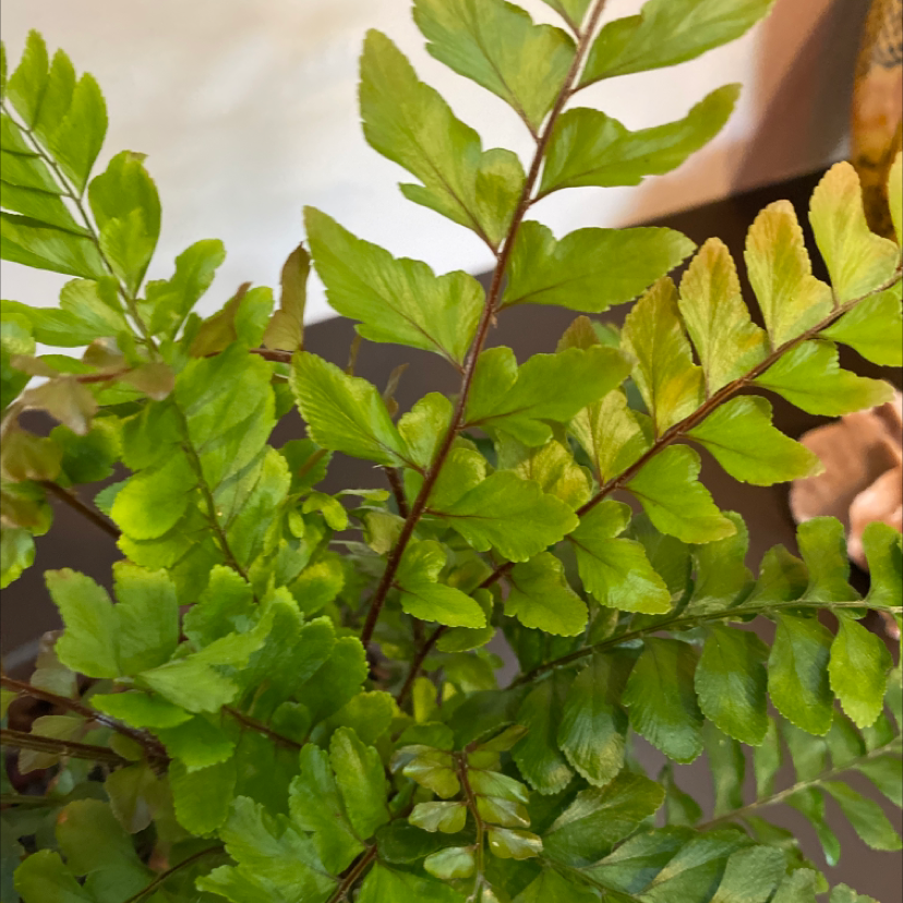 Photo of the plant species Austral Gem Fern by @barrcoop named Your plant on Greg, the plant care app