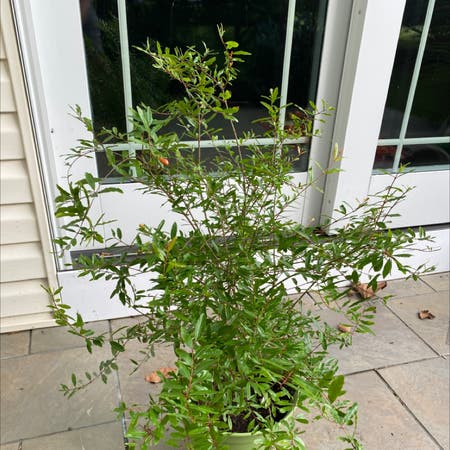 Photo of the plant species Pomegranate by Barrcoop named Forrest on Greg, the plant care app