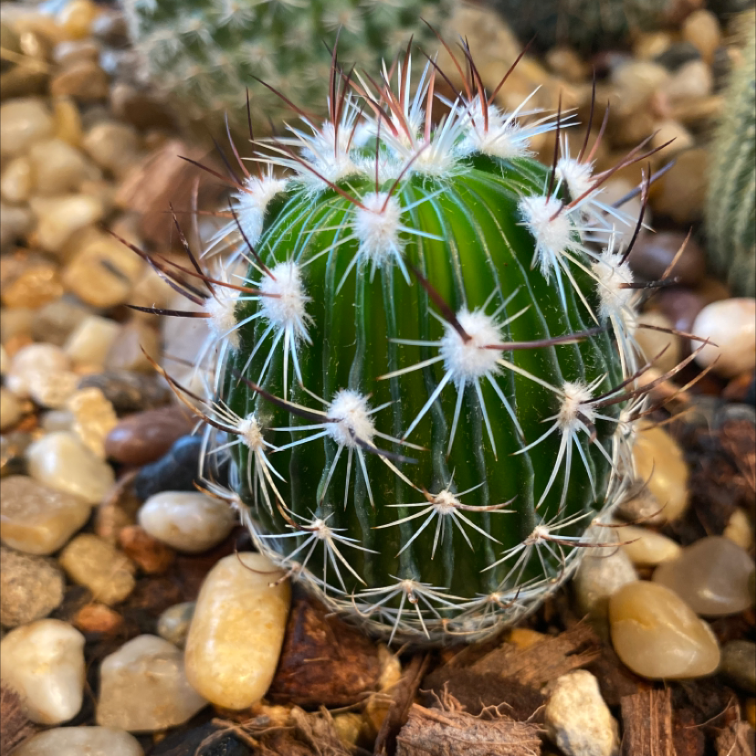 Photo of the plant species Echinofossulocactus ochoterenae by @barrcoop named Lebron on Greg, the plant care app
