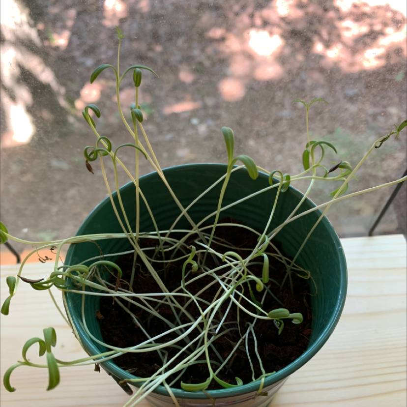 Photo of the plant species Chocolate Cosmos by Breanna named Corn on Greg, the plant care app
