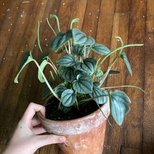 Peperomia Caperata plant photo by @Adlaremse named 👑Diana👑 on Greg, the plant care app.