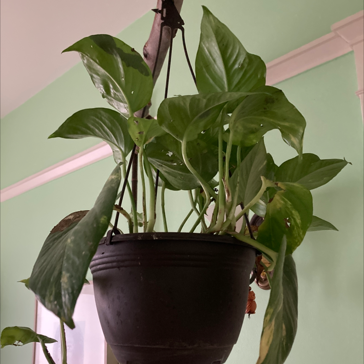 Taro Vine plant photo by @Adlaremse named Achilles on Greg, the plant care app.