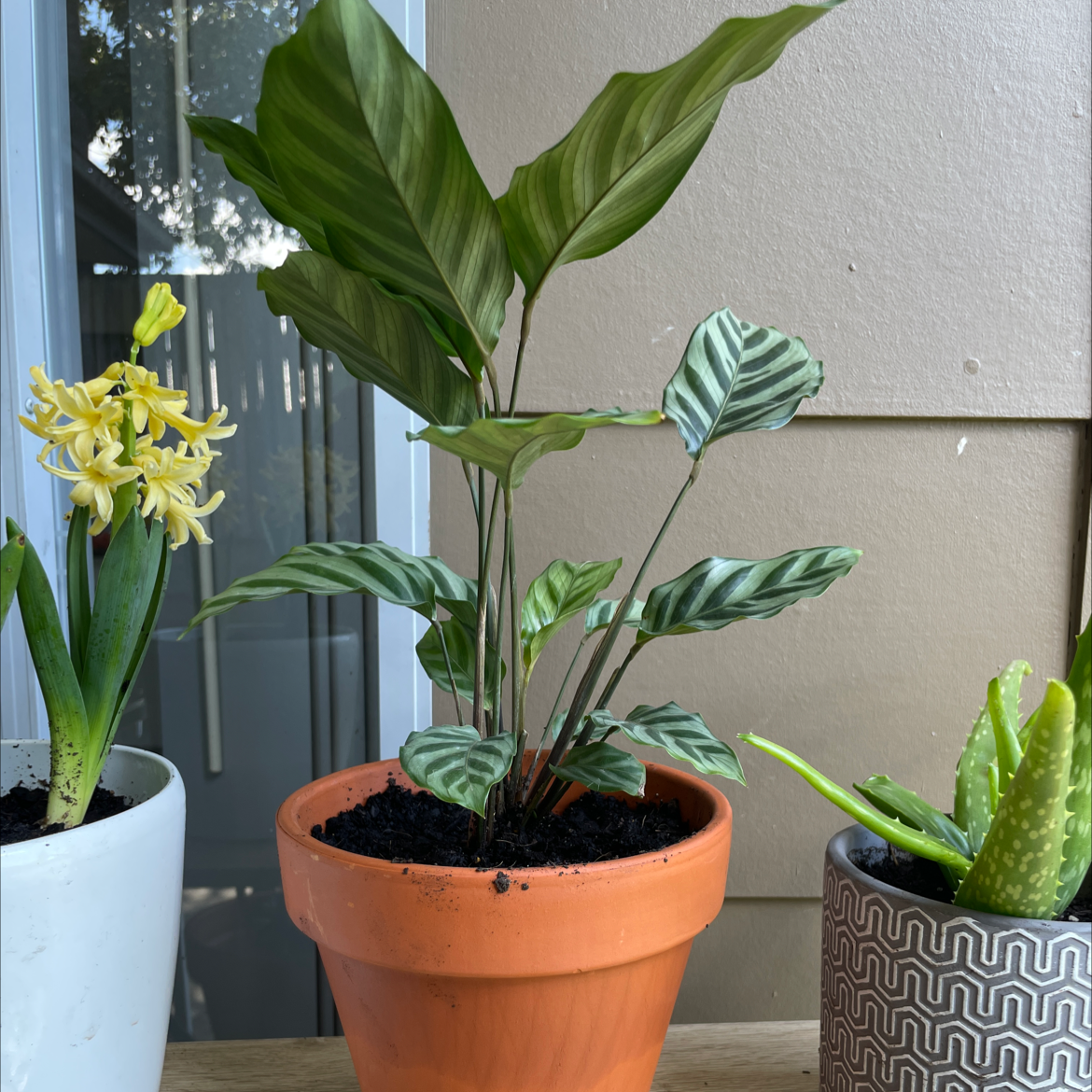 Photo of the plant species Calathea 'Freddie' by @maddycook named Gaga on Greg, the plant care app