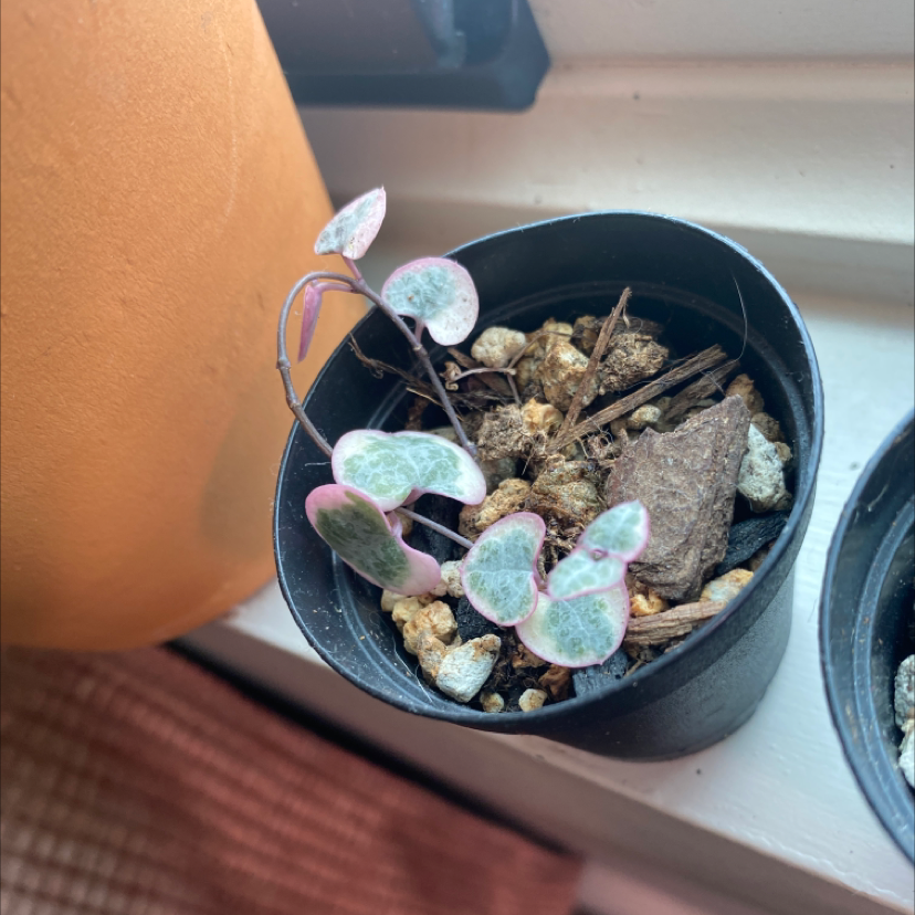 String of Hearts plant in a small black pot with visible soil and pebbles.