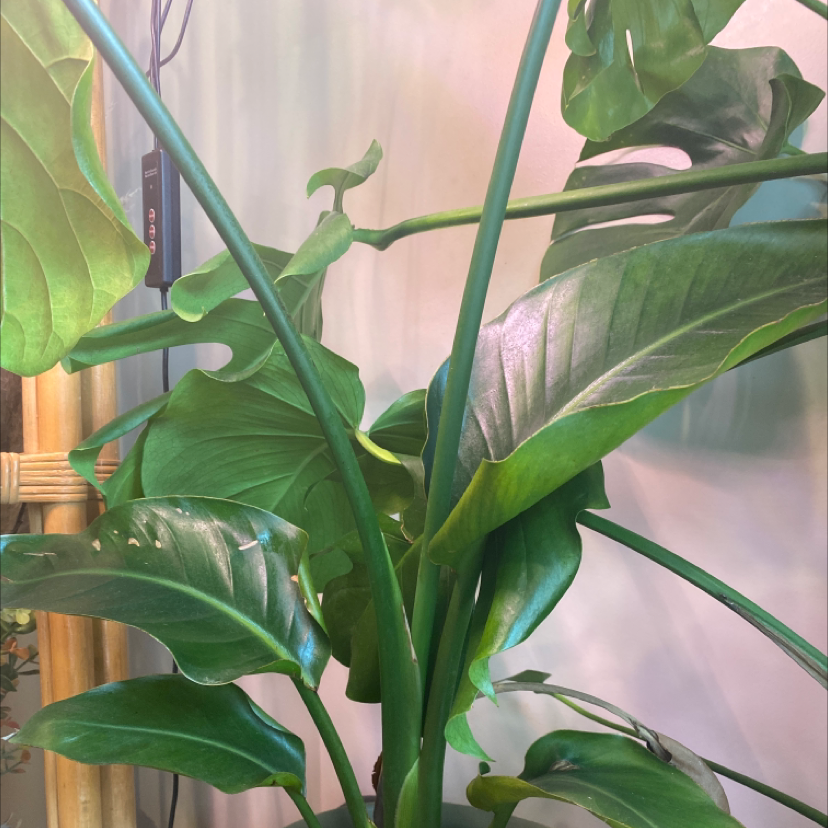 Healthy, thriving White Bird of Paradise houseplant with large, glossy green leaves in front of a pink wall.