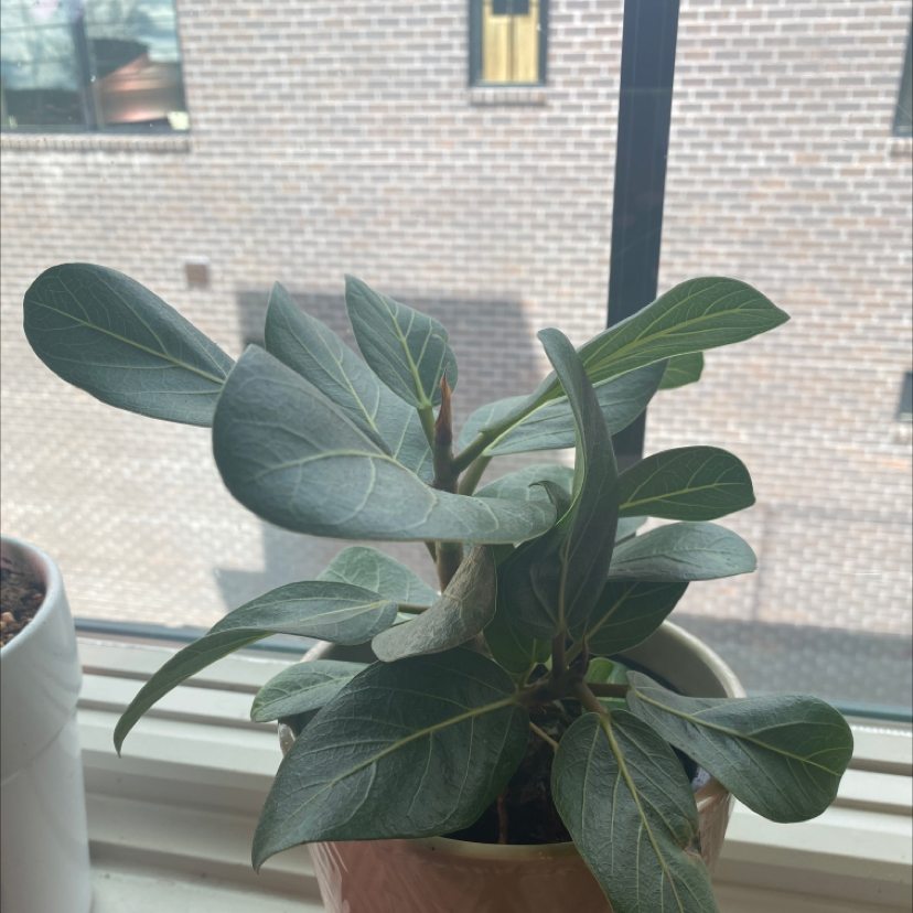 Potted Audrey Ficus plant on a windowsill with dark green leaves and visible veins.