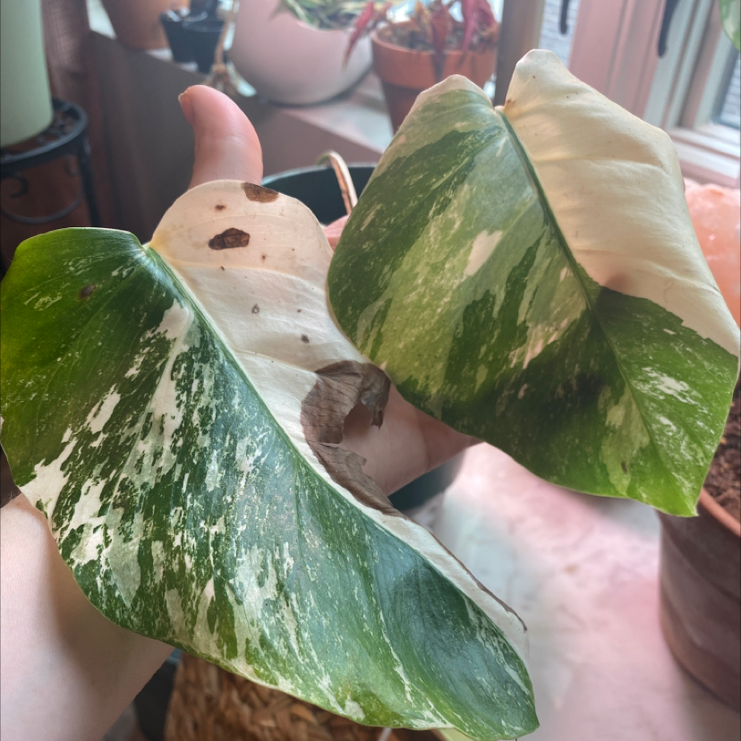 Monstera 'Albo' leaves with variegation, browning, and black spots, held by a hand.