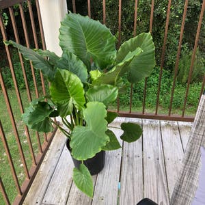 Taro plant photo by @dellasoasis named Dumbo on Greg, the plant care app.