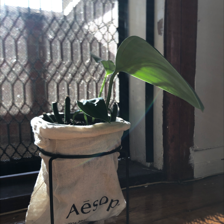 Dragon Tail Plant in a pot with a fabric cover, placed near a window with sunlight.