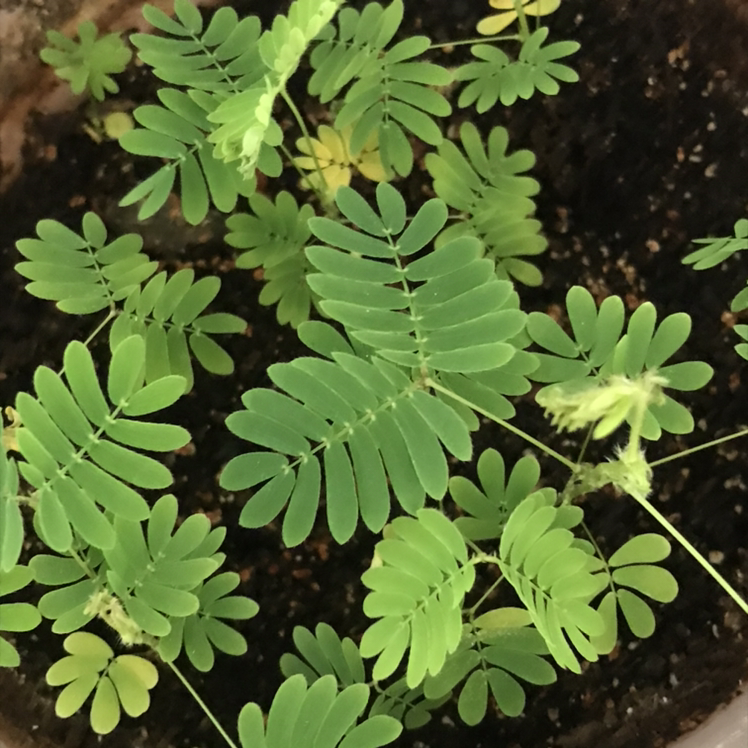 Photo of the plant species Sensitive Plant by @Vassia named Mimoza on Greg, the plant care app