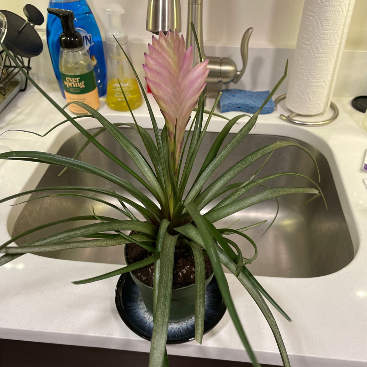 Why Is My Pink Quill Plant Not Doing Well?