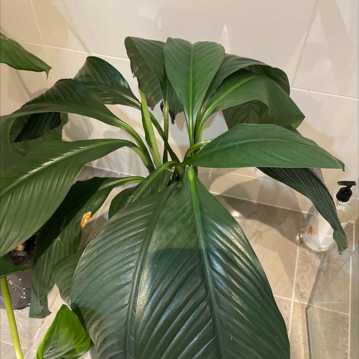 Photo of the plant species Sensation Peace Lily by Jacob named Giant Peace Lily on Greg, the plant care app