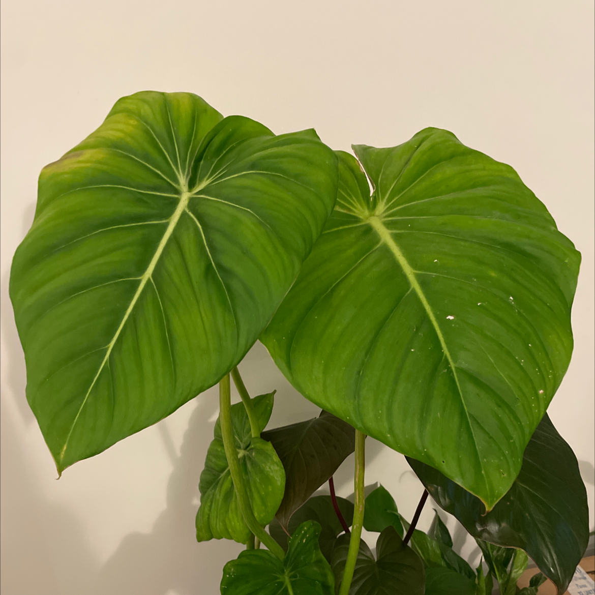 Philodendron Pastazanum with large, healthy green leaves.