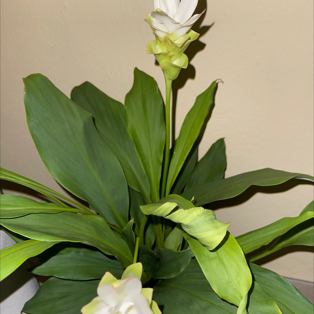 Siam tulip plant with healthy green leaves and white flowers.