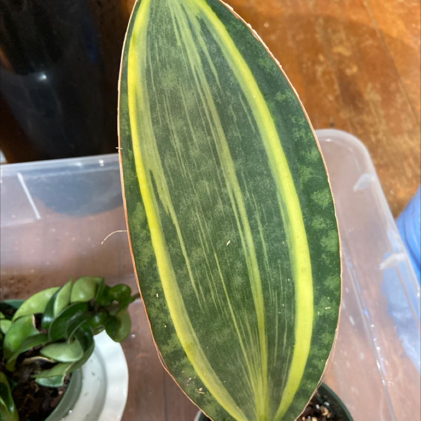 Whale Fin Snake Plant leaf with yellow stripe, soil visible in pot.