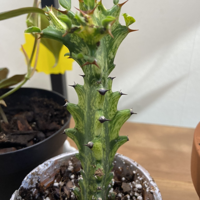 Photo of the plant species Variegated Euphorbia mayurnathanii by @Urbanjungle named Euphorbia Mayurnathanii on Greg, the plant care app
