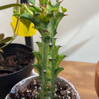 Variegated Euphorbia mayurnathanii plant in Philadelphia, Pennsylvania