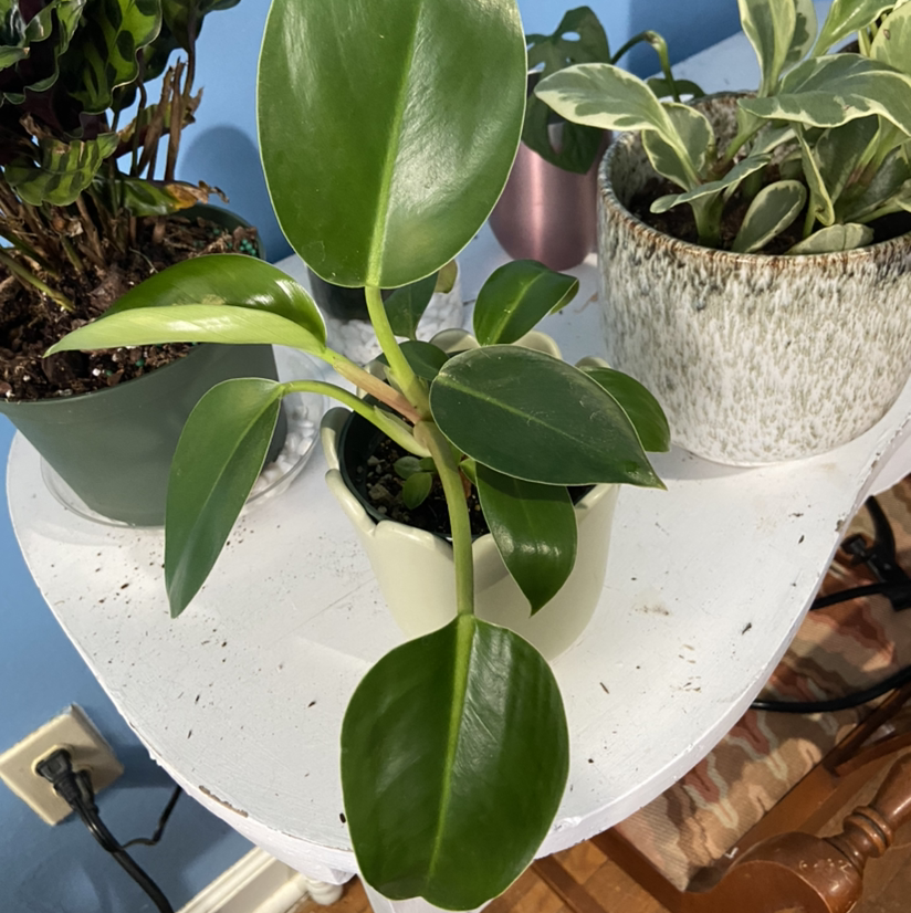 Philodendron 'Congo' plant with healthy green leaves in a white pot on a table.