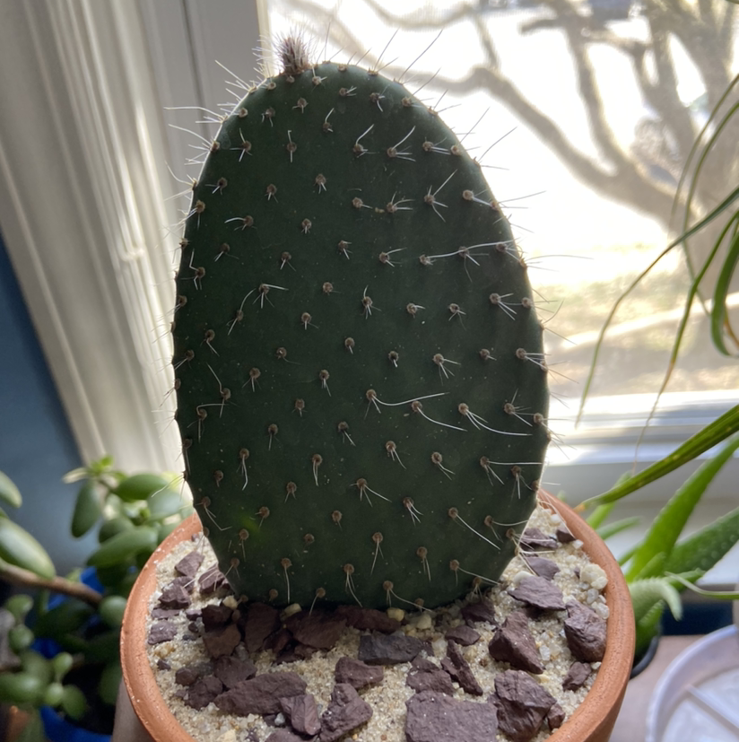 Arborescent Prickly Pear cactus in a pot with visible soil and rocks.