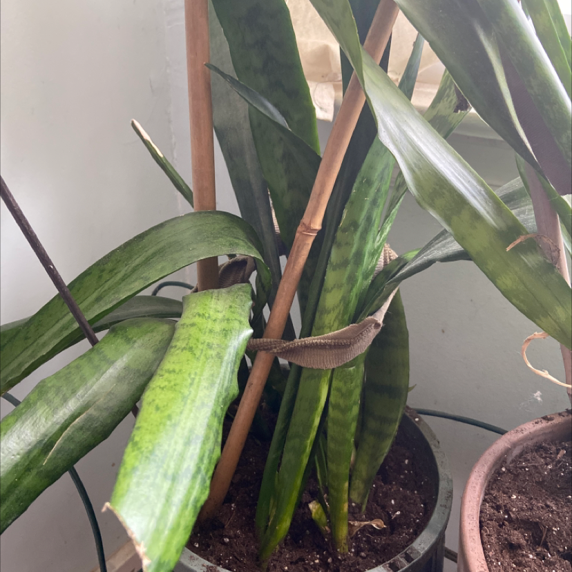 Snake Plant plant photo by @Urbanjungle named Dopey on Greg, the plant care app.