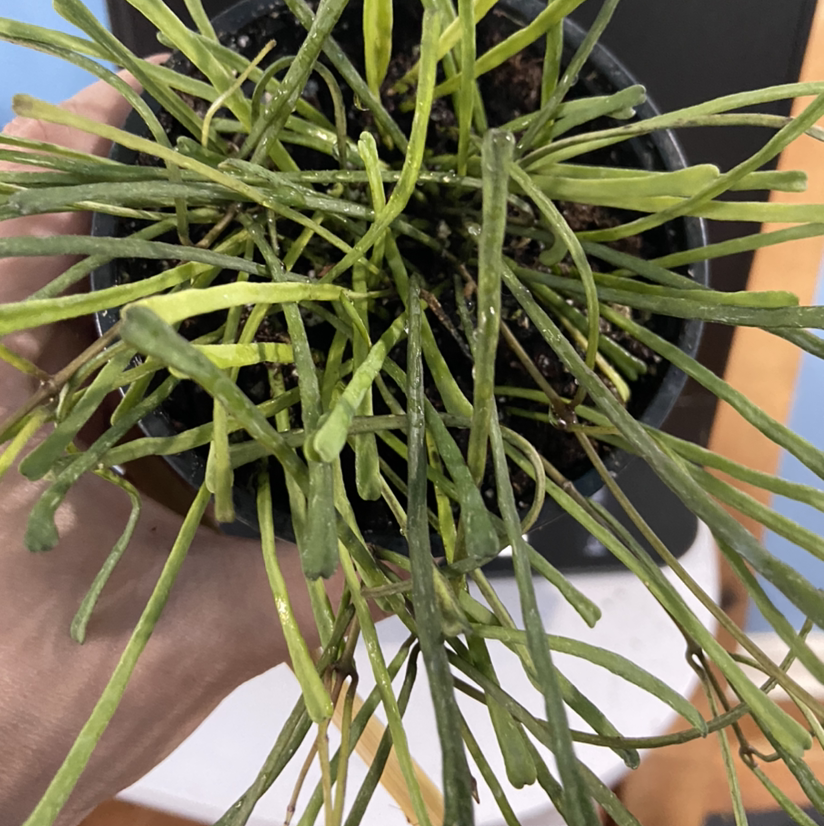 Grass-leaved Hoya plant in a pot with some yellowing and browning leaves.