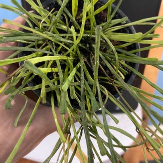 Grass-leaved Hoya plant in Philadelphia, Pennsylvania
