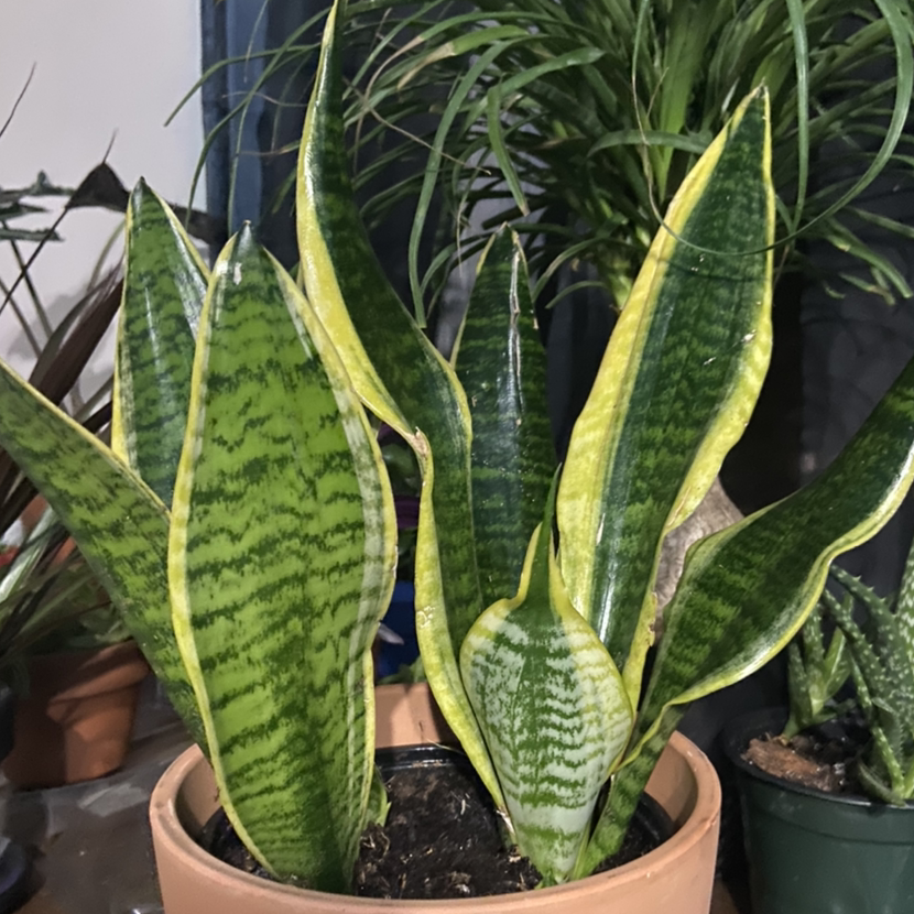 Futura Superba Snake Plant plant photo by @Urbanjungle named Slick on Greg, the plant care app.