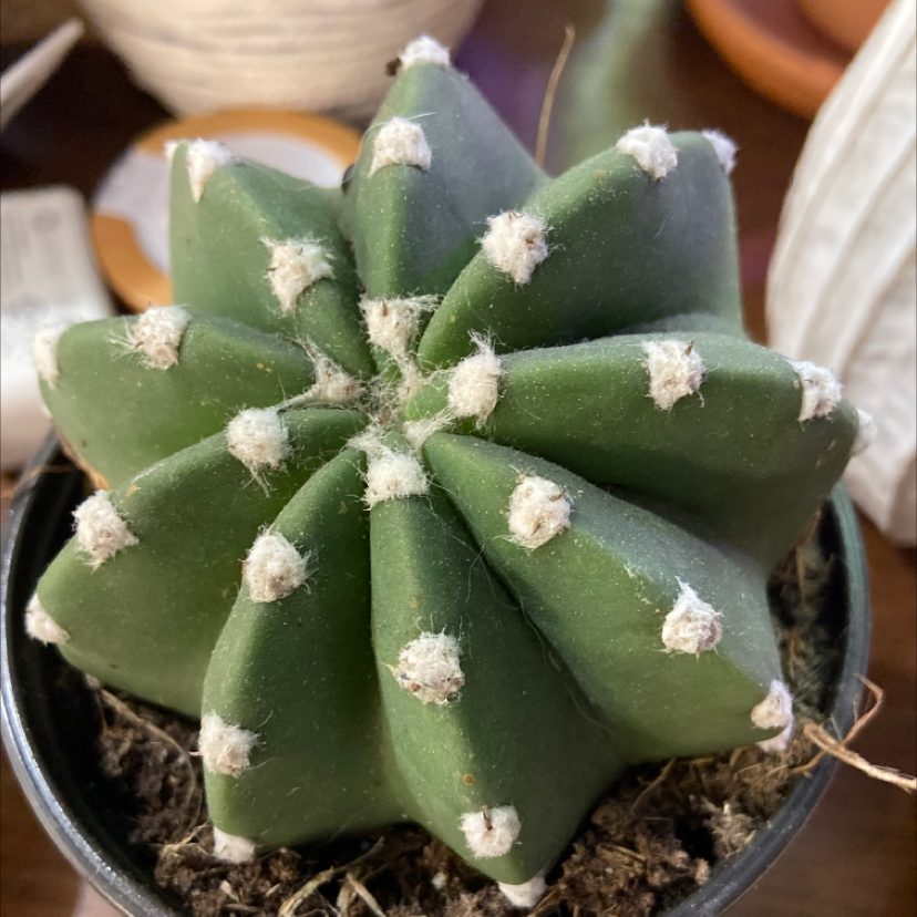 Blue Myrtle Cactus in a small pot, healthy and well-framed.