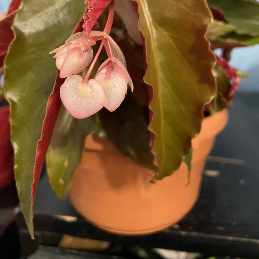 Angel Wing Begonia plant in a pot with healthy leaves and visible flowers.