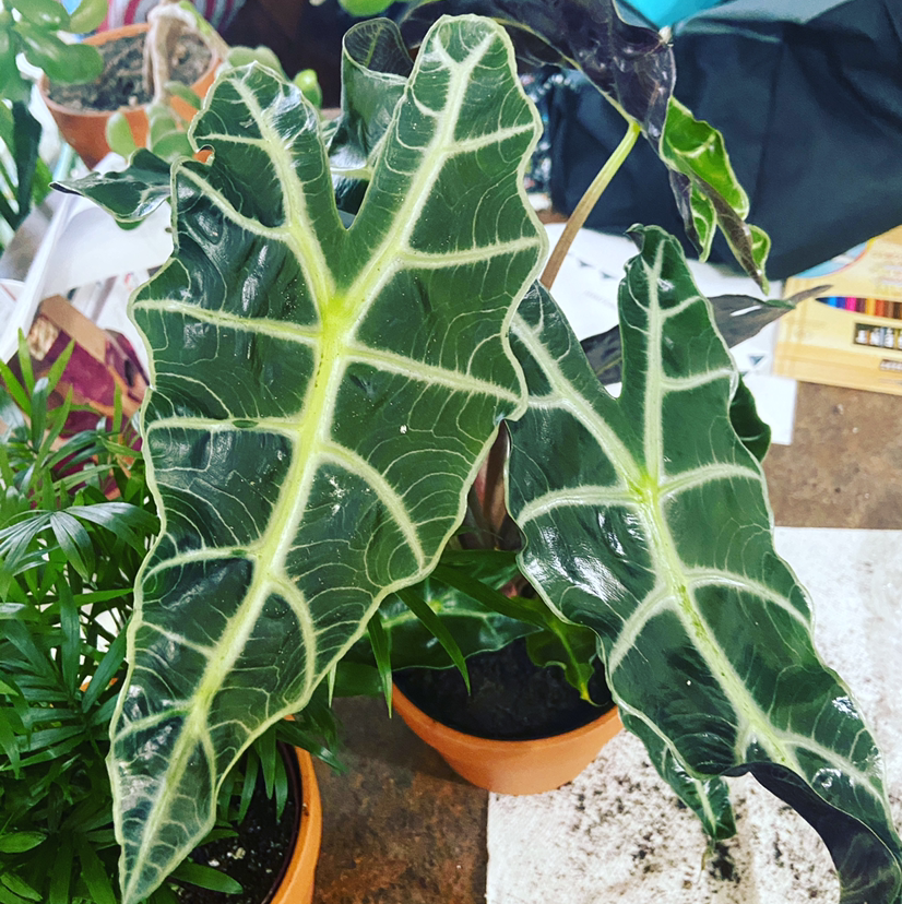 Alocasia Polly Plant plant photo by @Urbanjungle named Alocasia Dino on Greg, the plant care app.