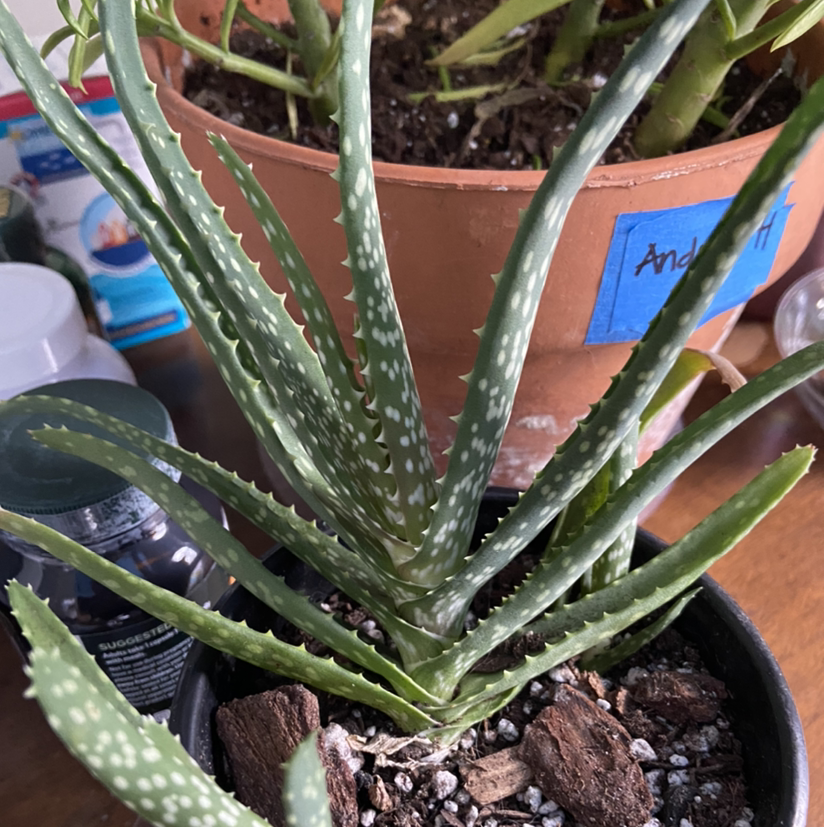 Aloe vera plant photo by @Urbanjungle named Al on Greg, the plant care app.