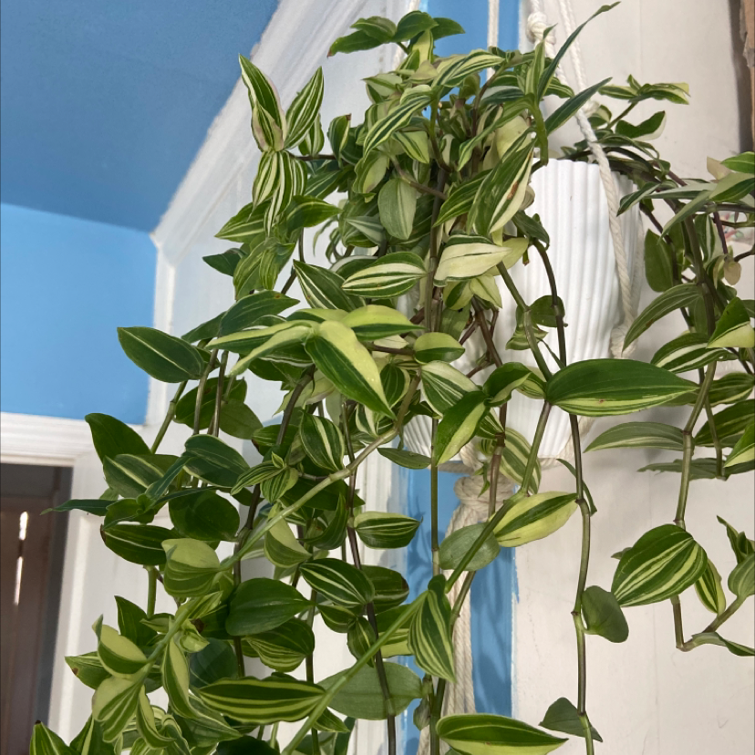 Photo of the plant species Small-Leaf Spiderwort by @Urbanjungle named Quicksilver on Greg, the plant care app