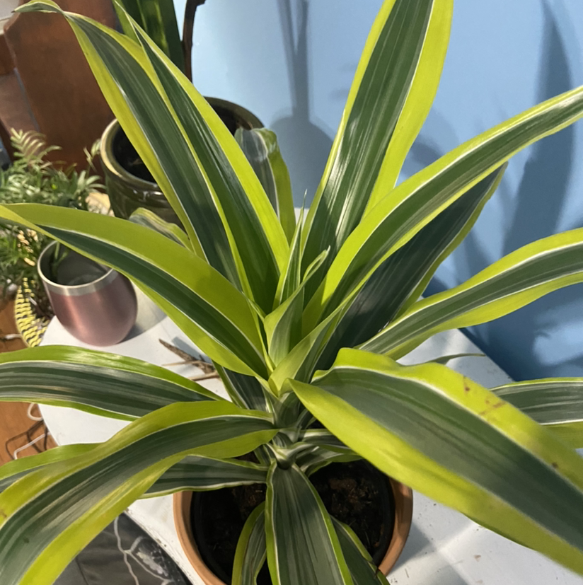 Dracaena 'Lemon Lime' plant with vibrant green and yellow striped leaves in a pot.