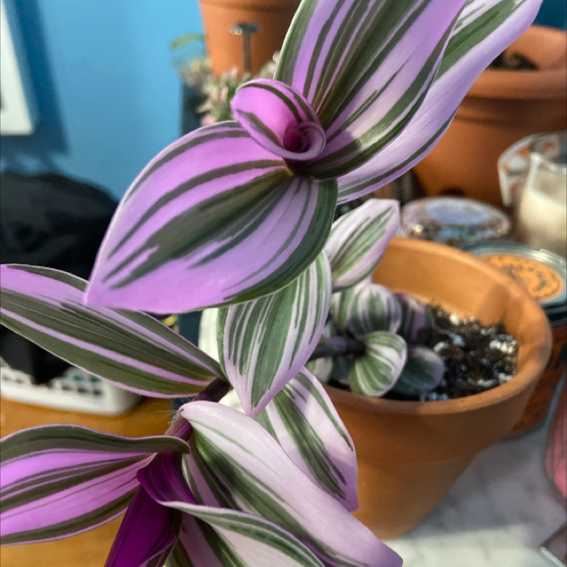 Small-Leaf Spiderwort plant photo by @Urbanjungle named Tradescantia albiflora Nanouk on Greg, the plant care app.