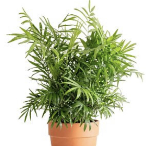Parlour Palm plant photo by @Urbanjungle named Parlor Palm Frazz on Greg, the plant care app.