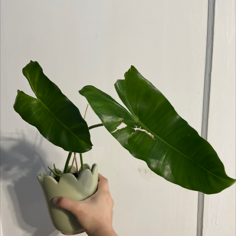 A Burle Marx plant with large green leaves, held by a hand in a plain background.