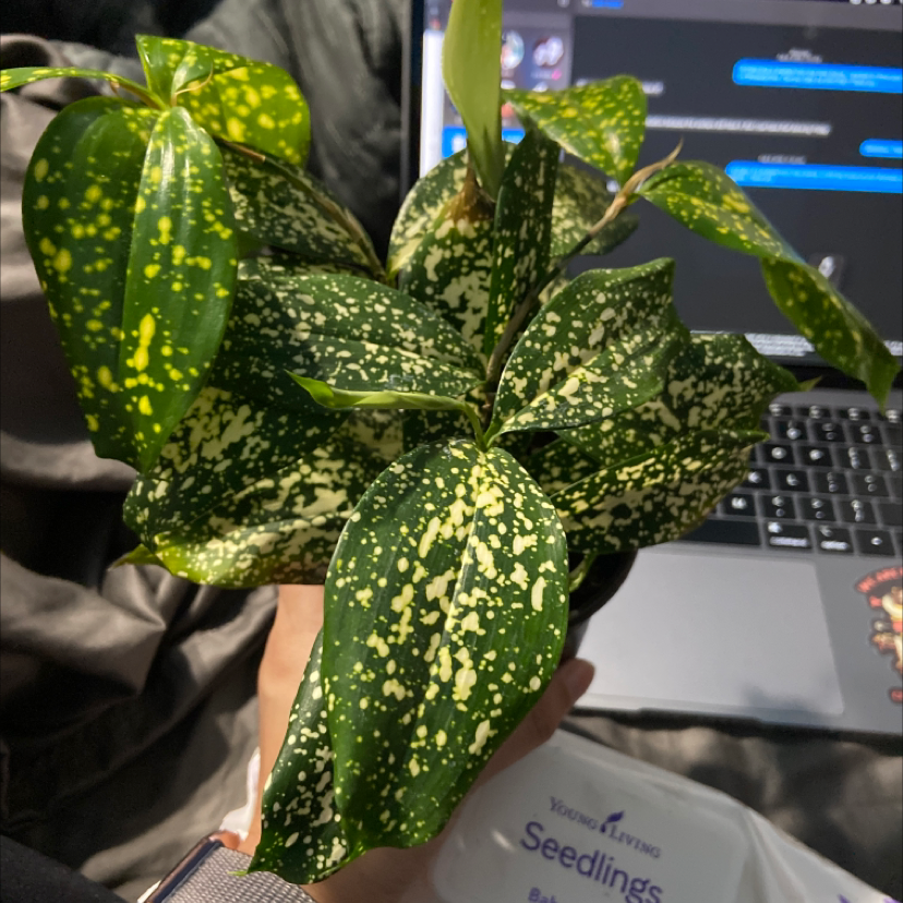 Vibrant, healthy Gold Dust Dracaena plant with speckled green and yellow leaves being held by hands for inspection.