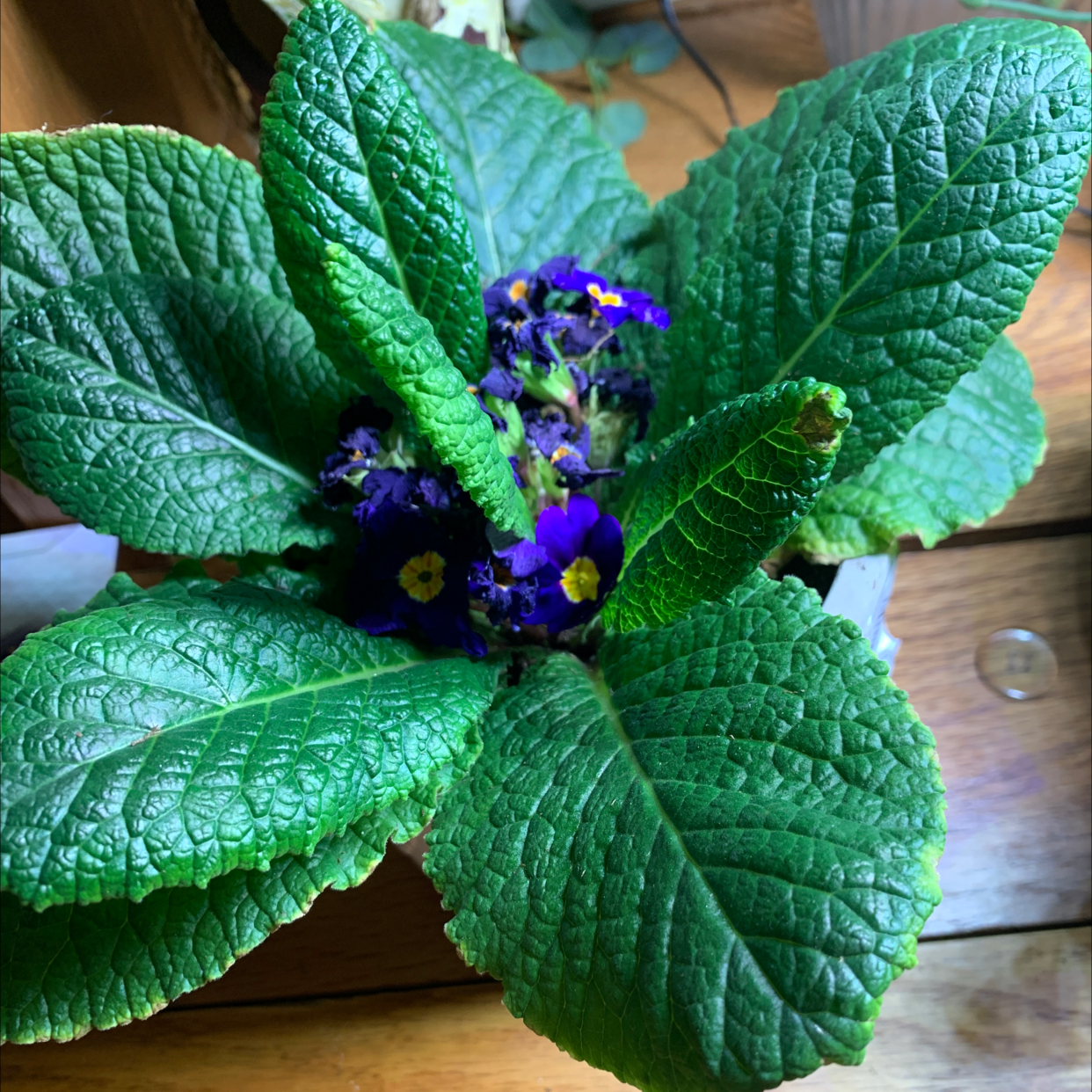 Photo of the plant species Oxlip by @purplenacho named Your plant on Greg, the plant care app