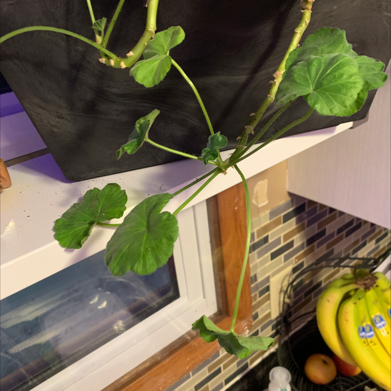Zonale Geranium plant with green leaves in a pot on a windowsill.