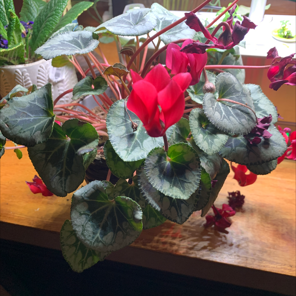 How Can You Tell If A Cyclamen Is Dying?