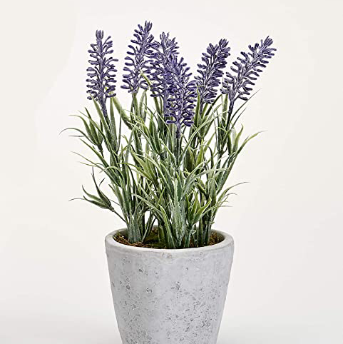 Photo of the plant species Creeping lilyturf by Bridget named Hemingway on Greg, the plant care app