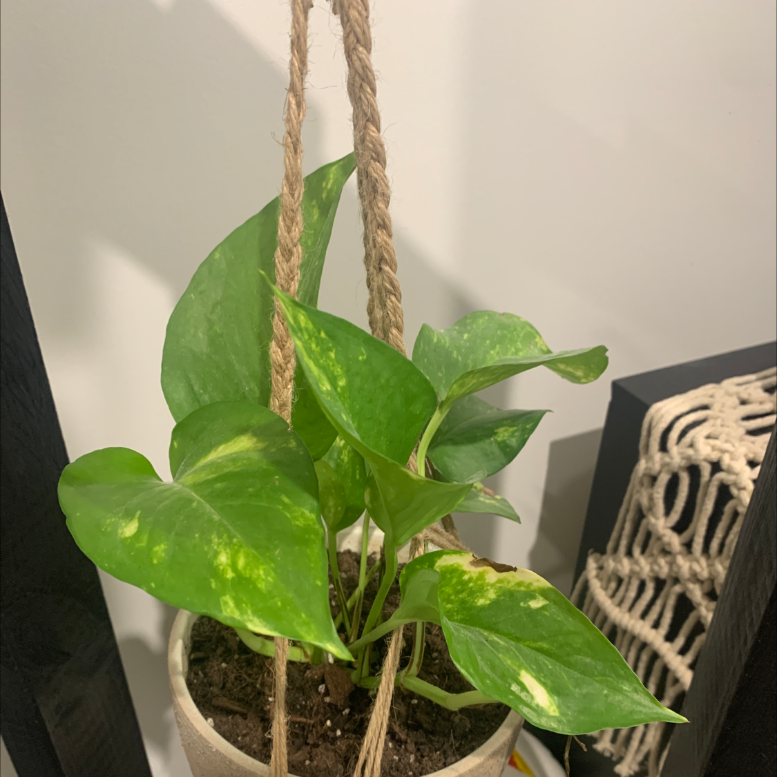 Taro Vine plant photo by @ShelbyJ named Miles on Greg, the plant care app.