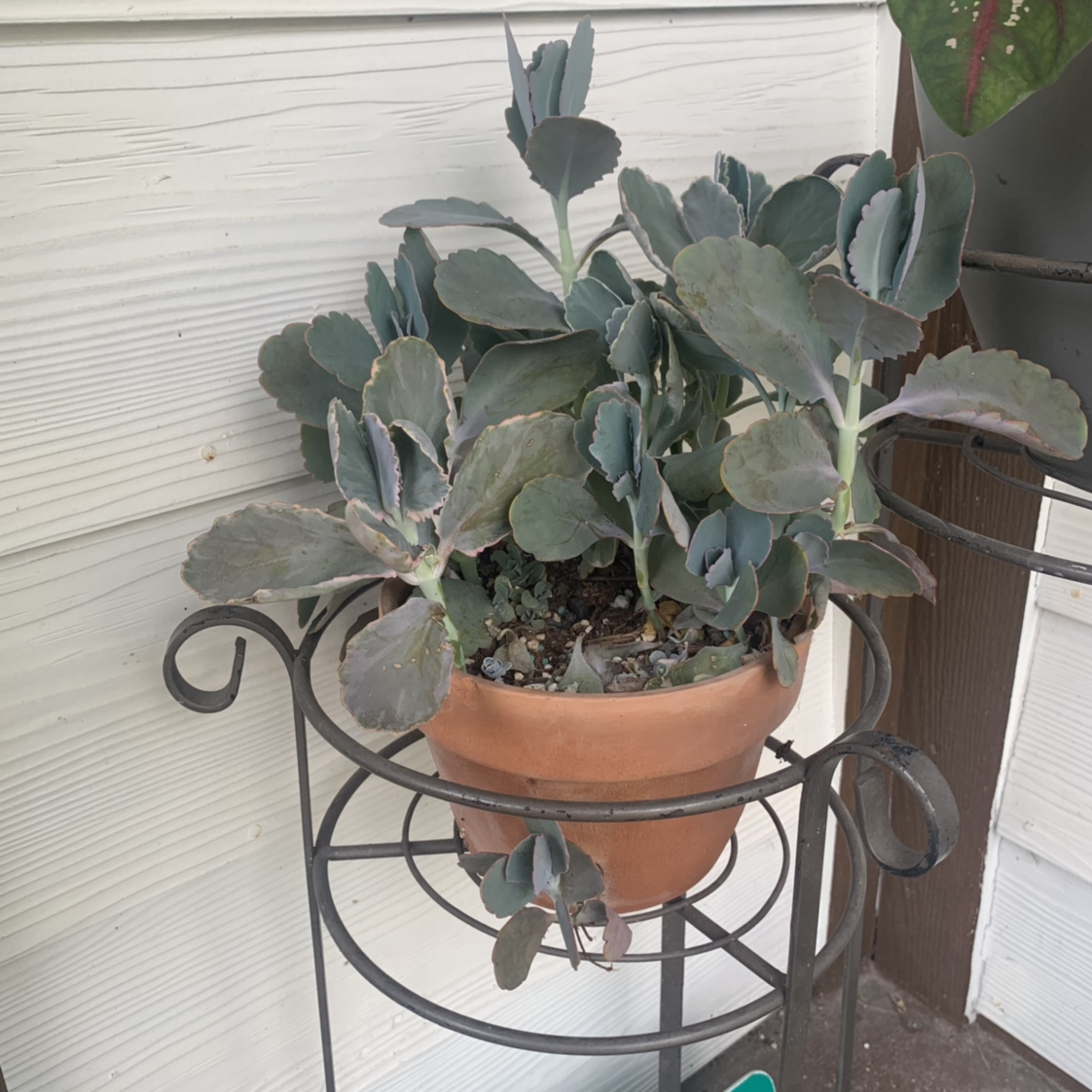 Photo of the plant species Lavender Scallops by @jamieleigh named Your plant on Greg, the plant care app