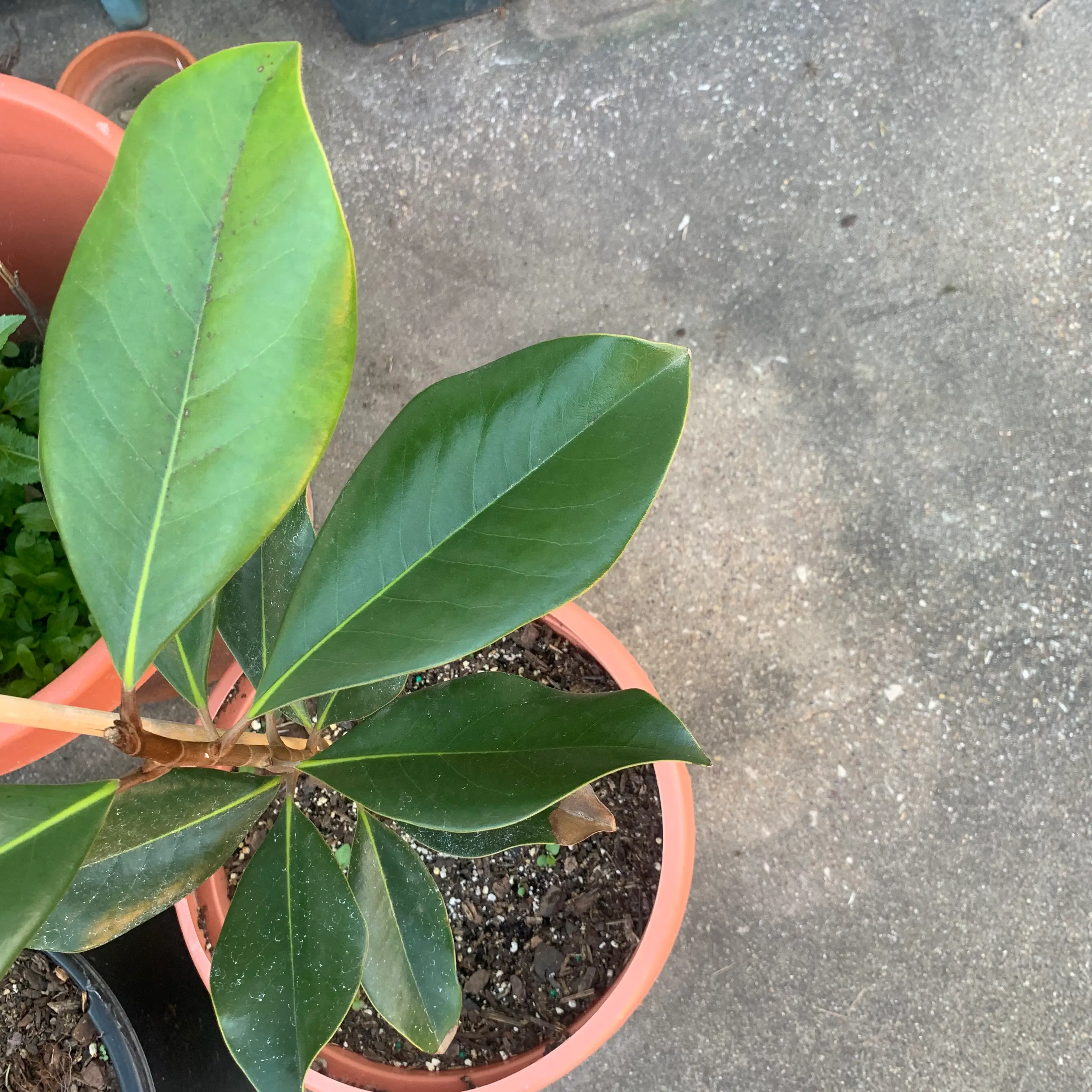 Southern Magnolia plant in a pot with healthy green leaves and visible soil.