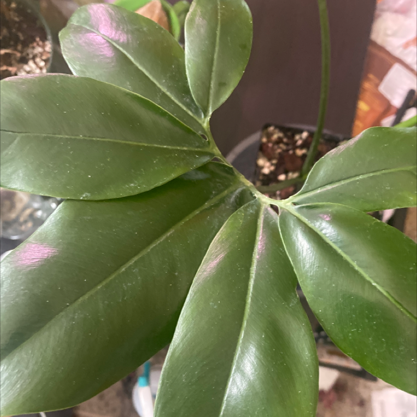Thaumatophyllum spruceanum plant with healthy green leaves.