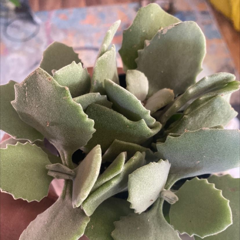 Photo of the plant species Lavender Scallops by Jonathan named Fizz on Greg, the plant care app