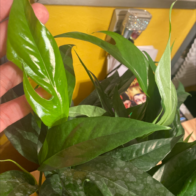 Baltic Blue Pothos plant with vibrant green leaves, held by a hand.