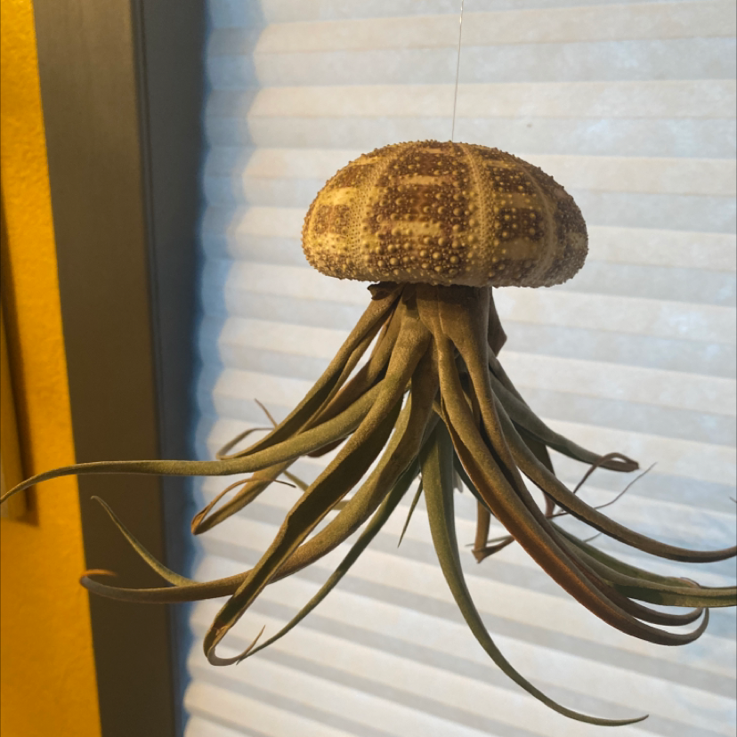 Photo of the plant species Giant Airplant by Jonathan named Jelly on Greg, the plant care app