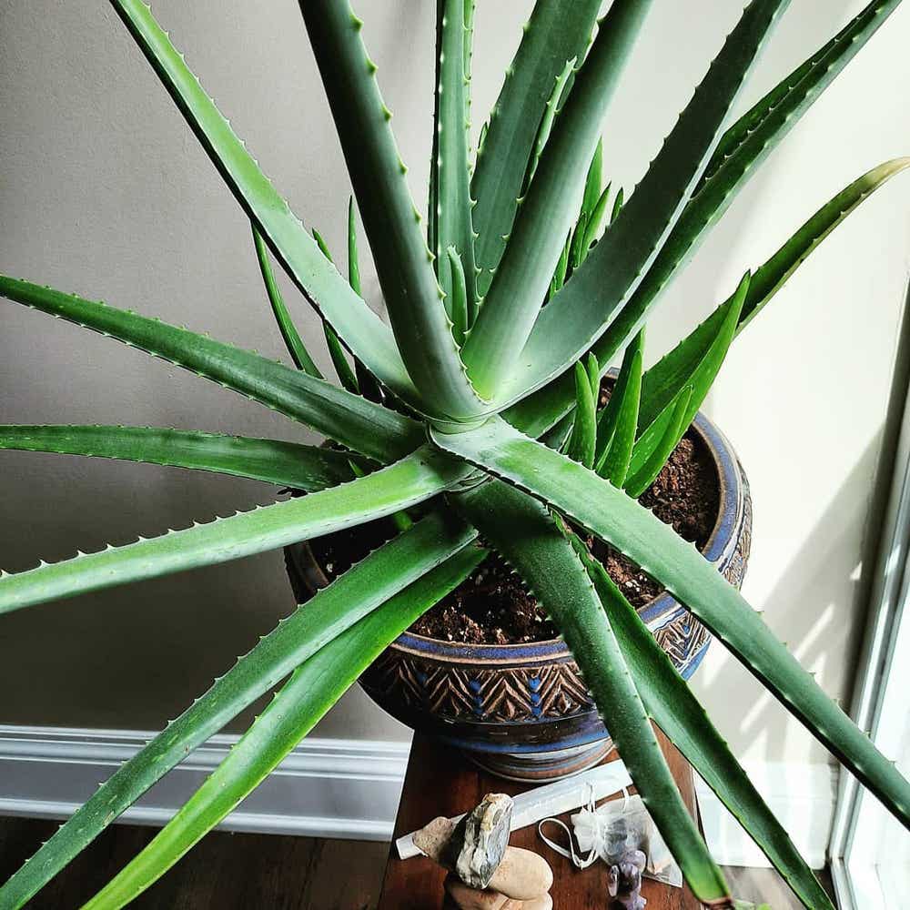 Watering Aloe Plants - Expert Tips
